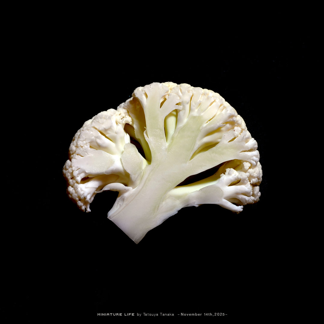 年配のカリフラワー『加齢フラワー』