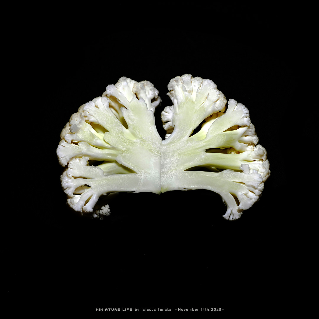 年配のカリフラワー『加齢フラワー』