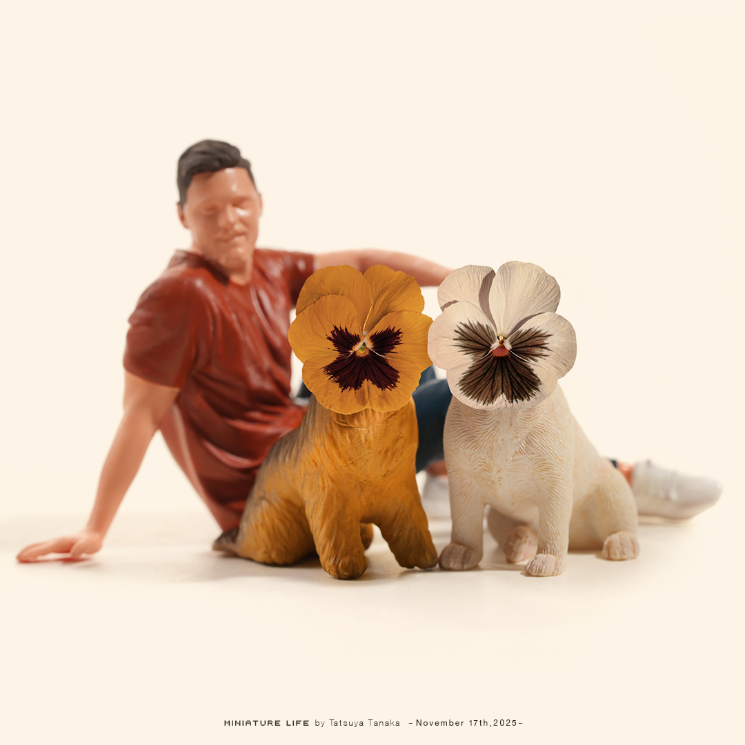 愛犬の花ちゃん