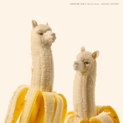 ひと皮むけたアルパカ