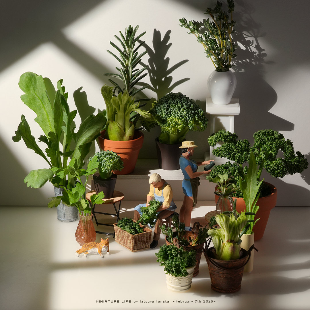 観葉食物のサラダガーデン