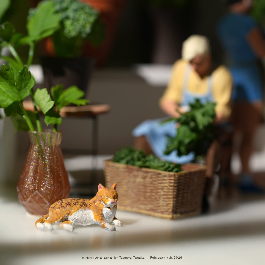 観葉食物のサラダガーデン