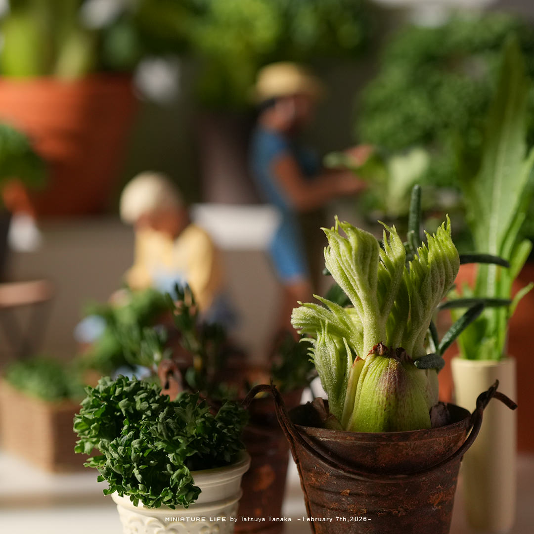 観葉食物のサラダガーデン